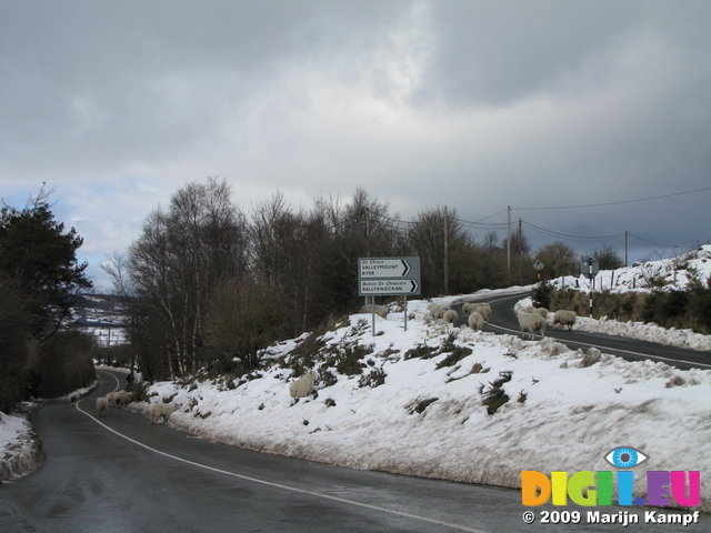 SX02518 Camouflage sheep on snowy road